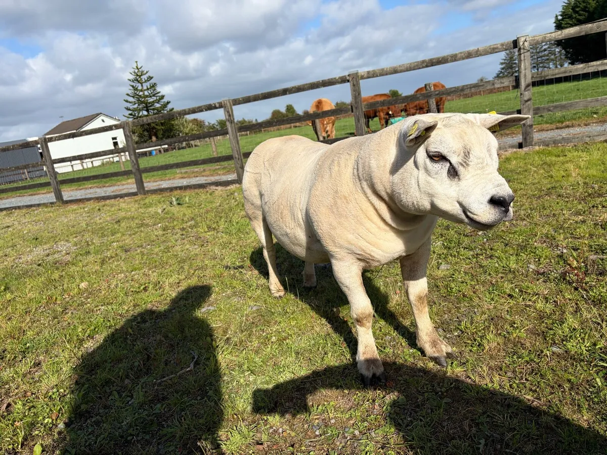 PBR Texel ram hogget - Image 2