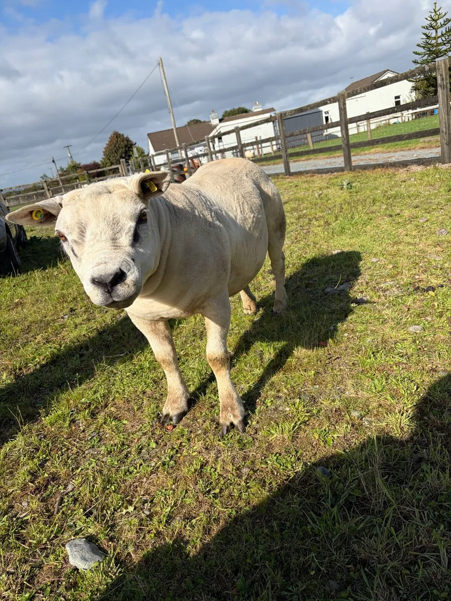 PBR Texel ram hogget - Image 3