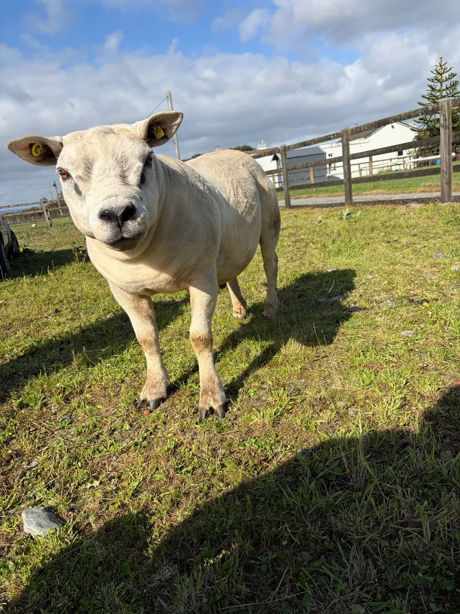 PBR Texel ram hogget - Image 4