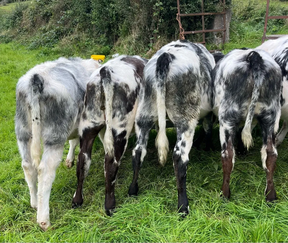 ⭐️4 BB Heifers ⭐️ - Image 1