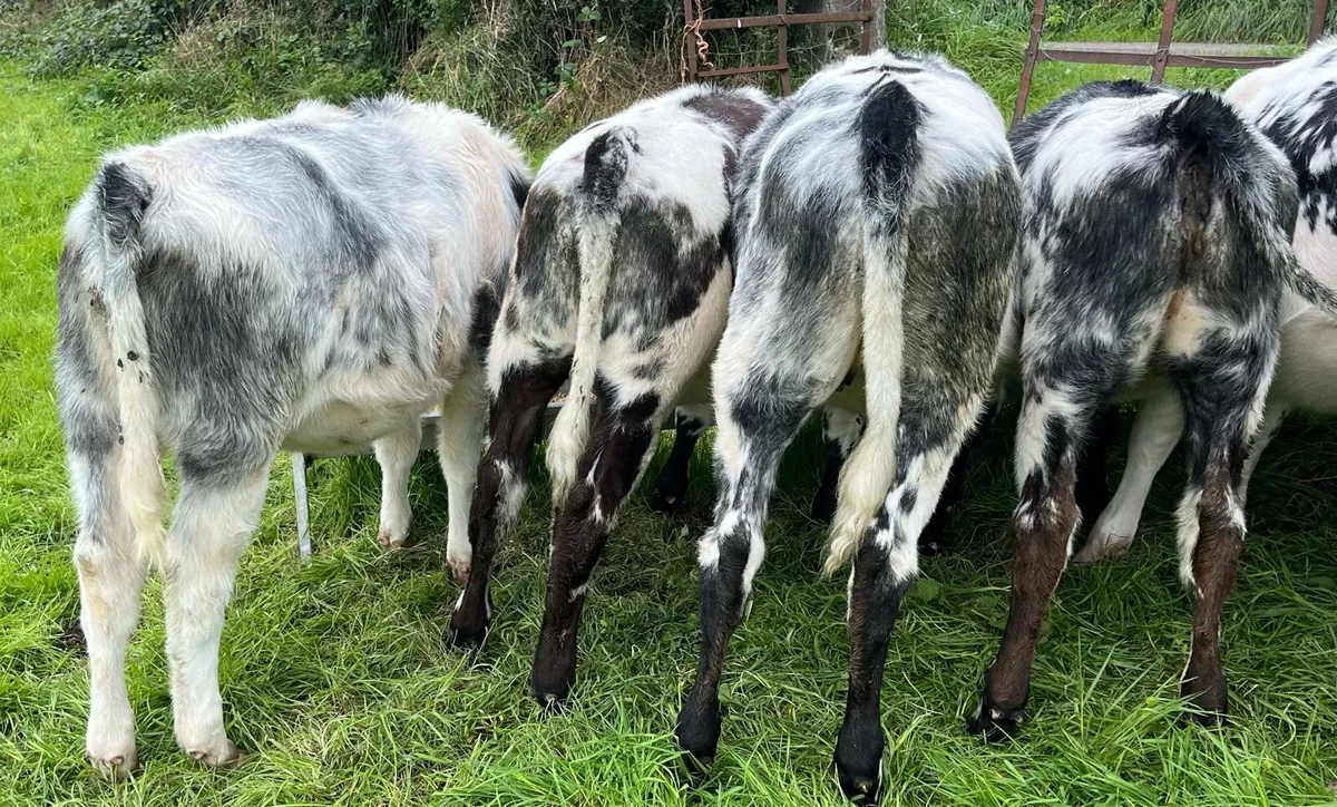 ⭐️4 BB Heifers ⭐️ - Image 2