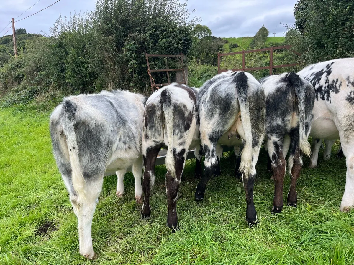 ⭐️4 BB Heifers ⭐️ - Image 3