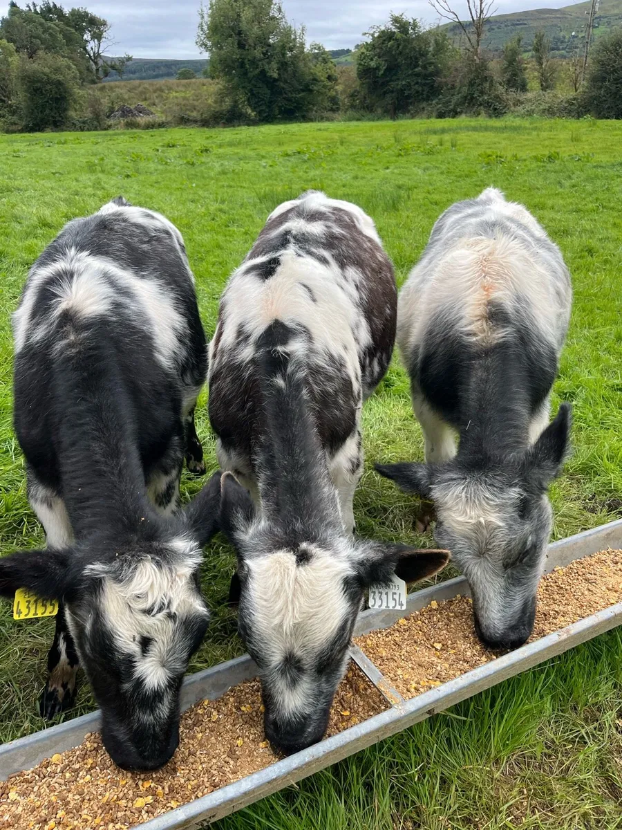 ⭐️4 BB Heifers ⭐️ - Image 4
