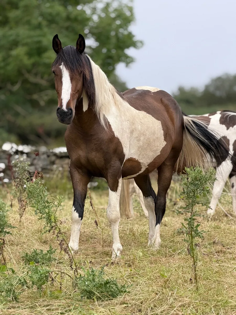 4 Year Old 15hh Skewbald Coloured Gelding - Image 2