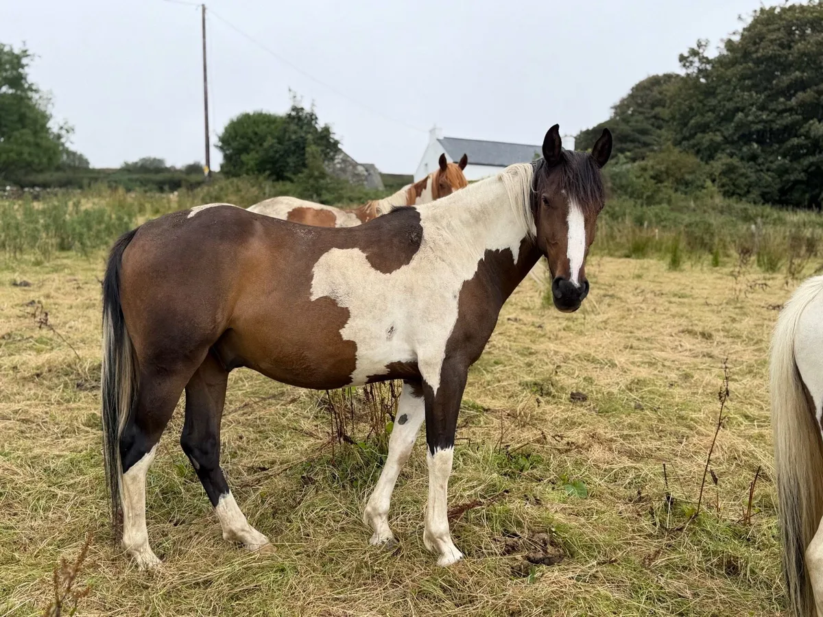 4 Year Old 15hh Skewbald Coloured Gelding - Image 3
