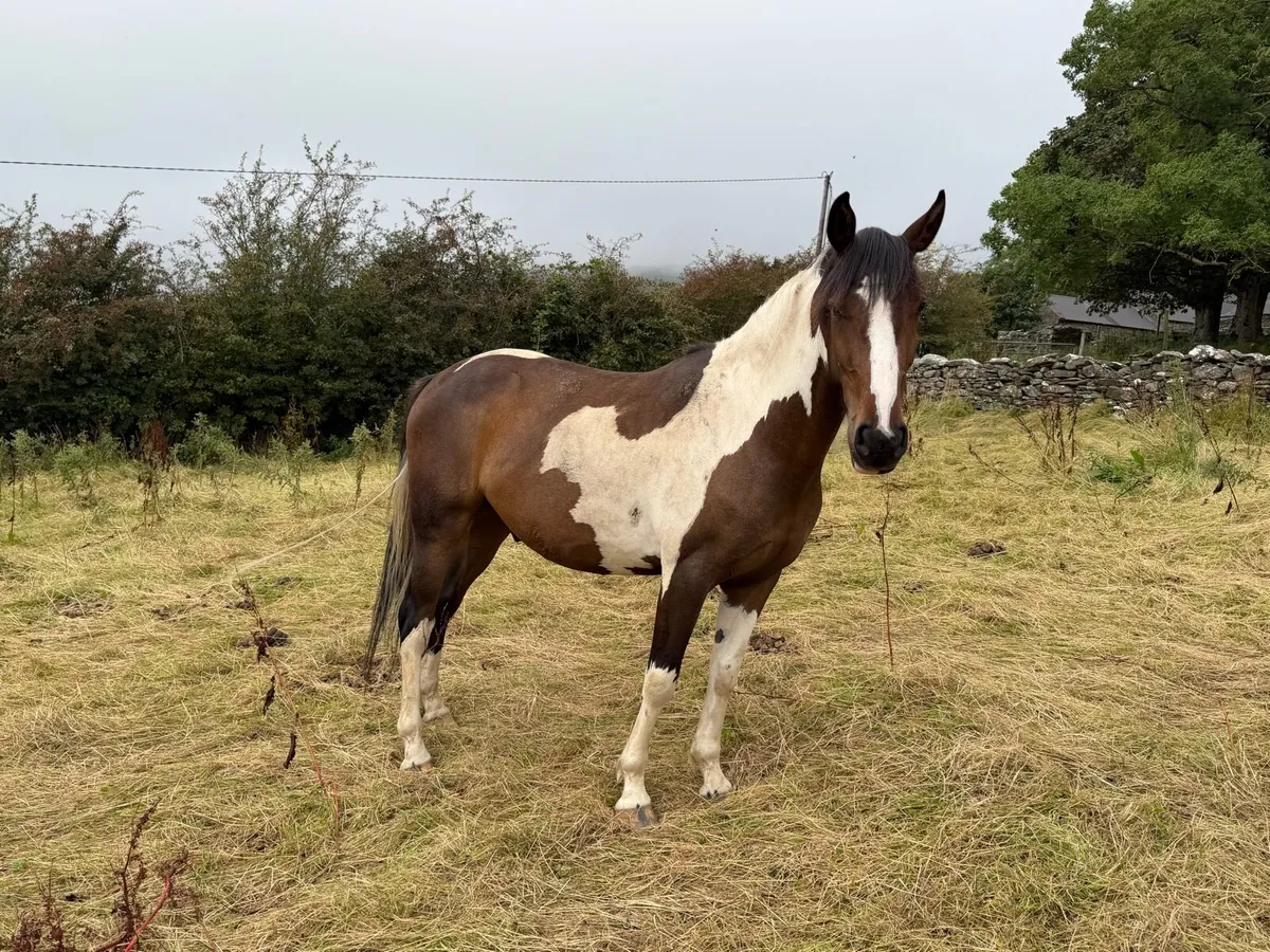 4 Year Old 15hh Skewbald Coloured Gelding - Image 4