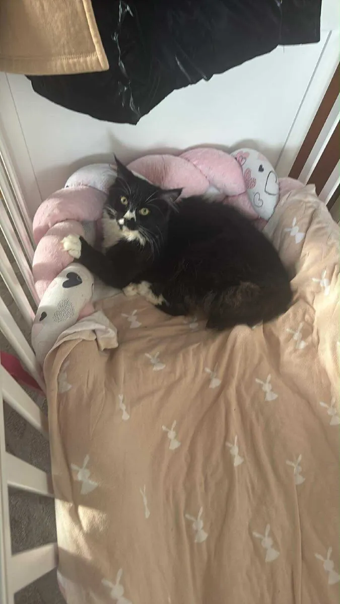 Cat - Image 1