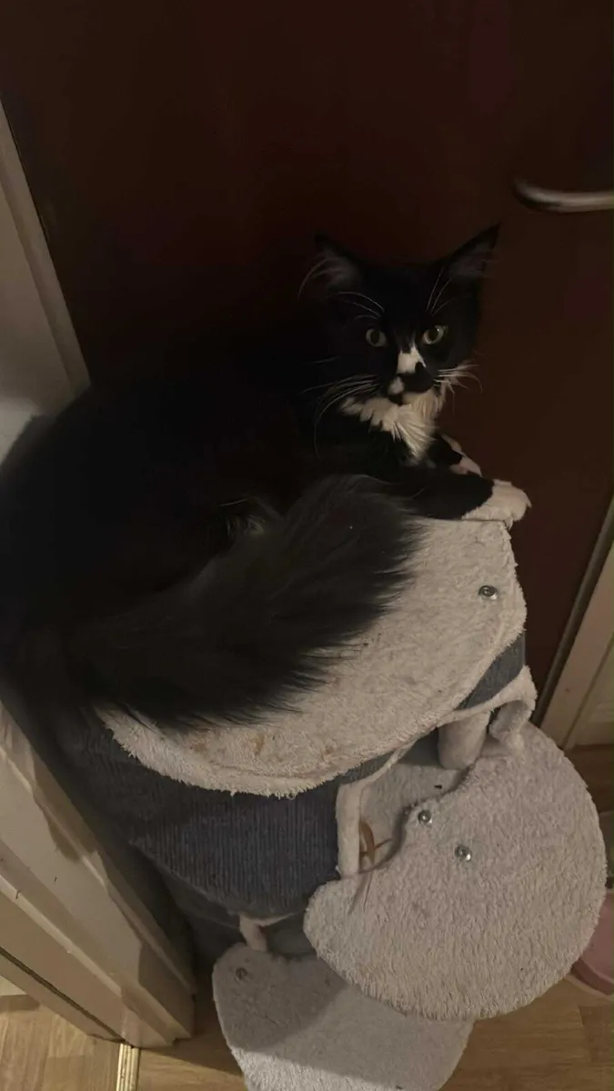Cat - Image 2