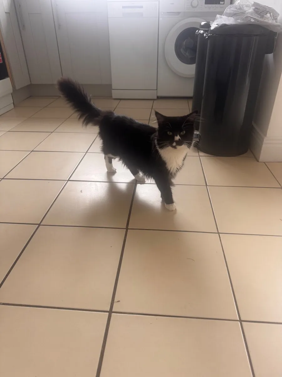 Cat - Image 3