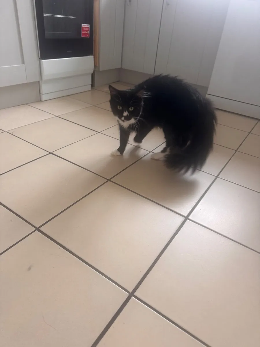 Cat - Image 4