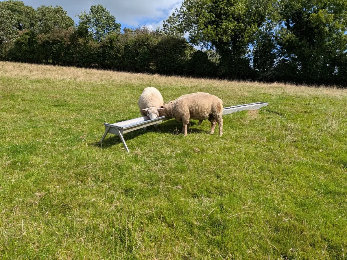 3 Ram lambs - Image 2
