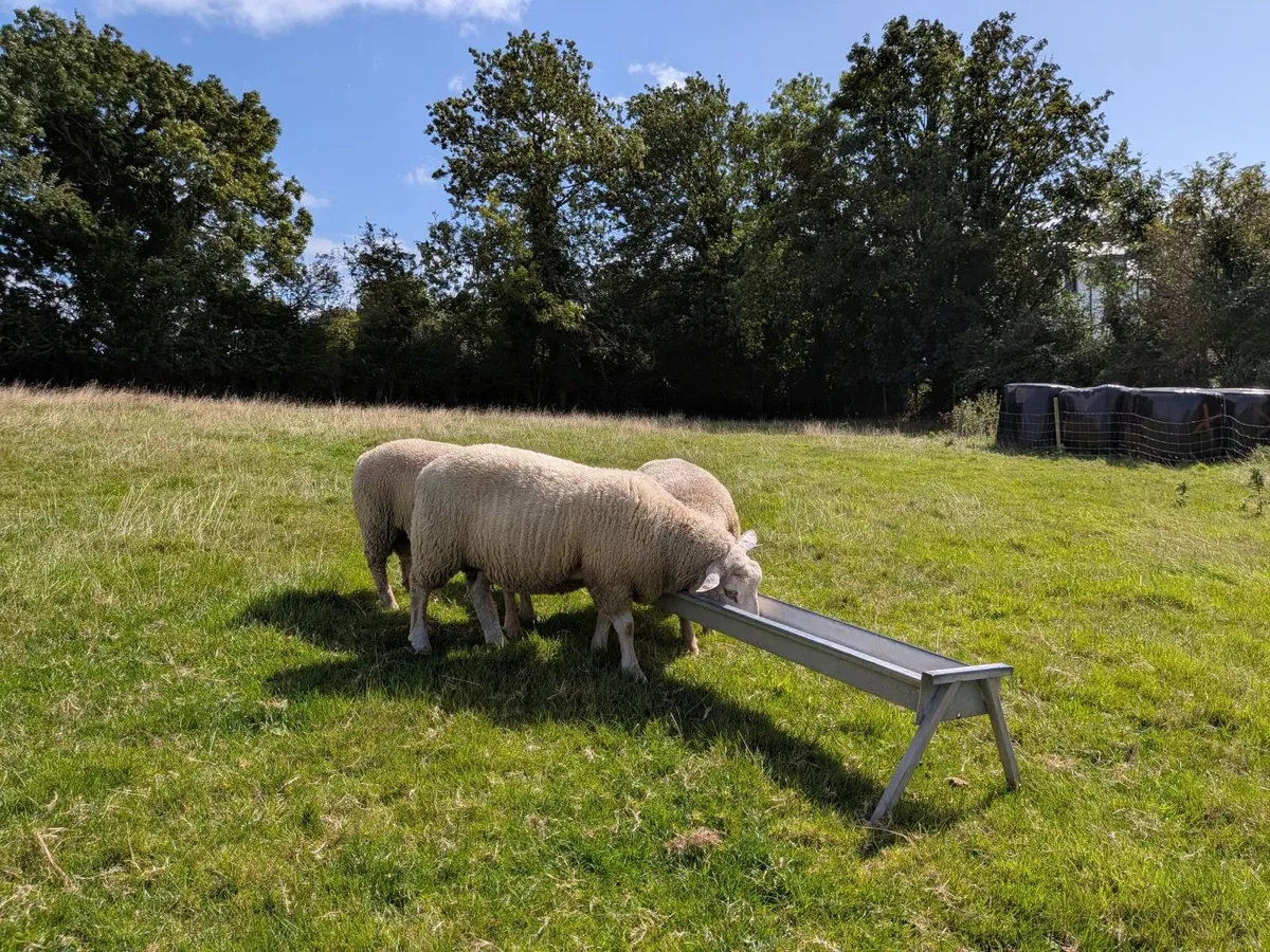 3 Ram lambs - Image 4