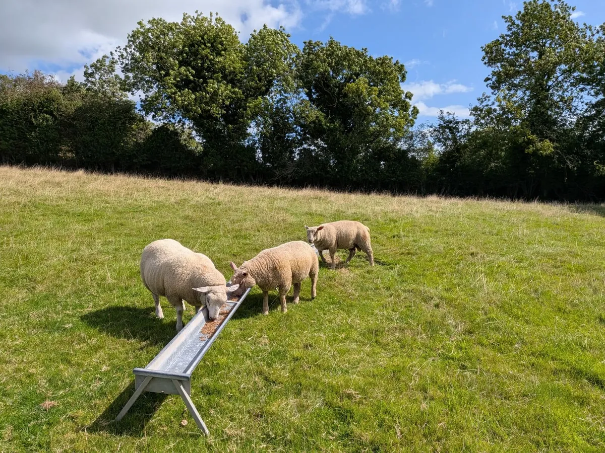 3 Ram lambs - Image 3