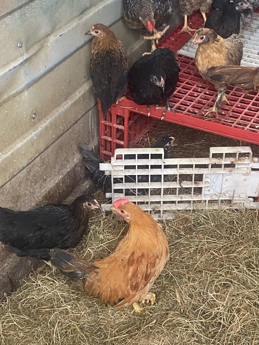 Bantams - Image 2
