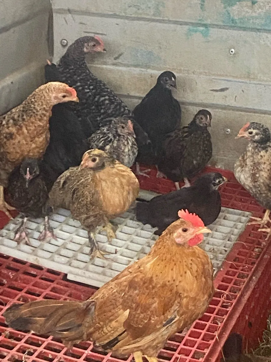 Bantams - Image 4