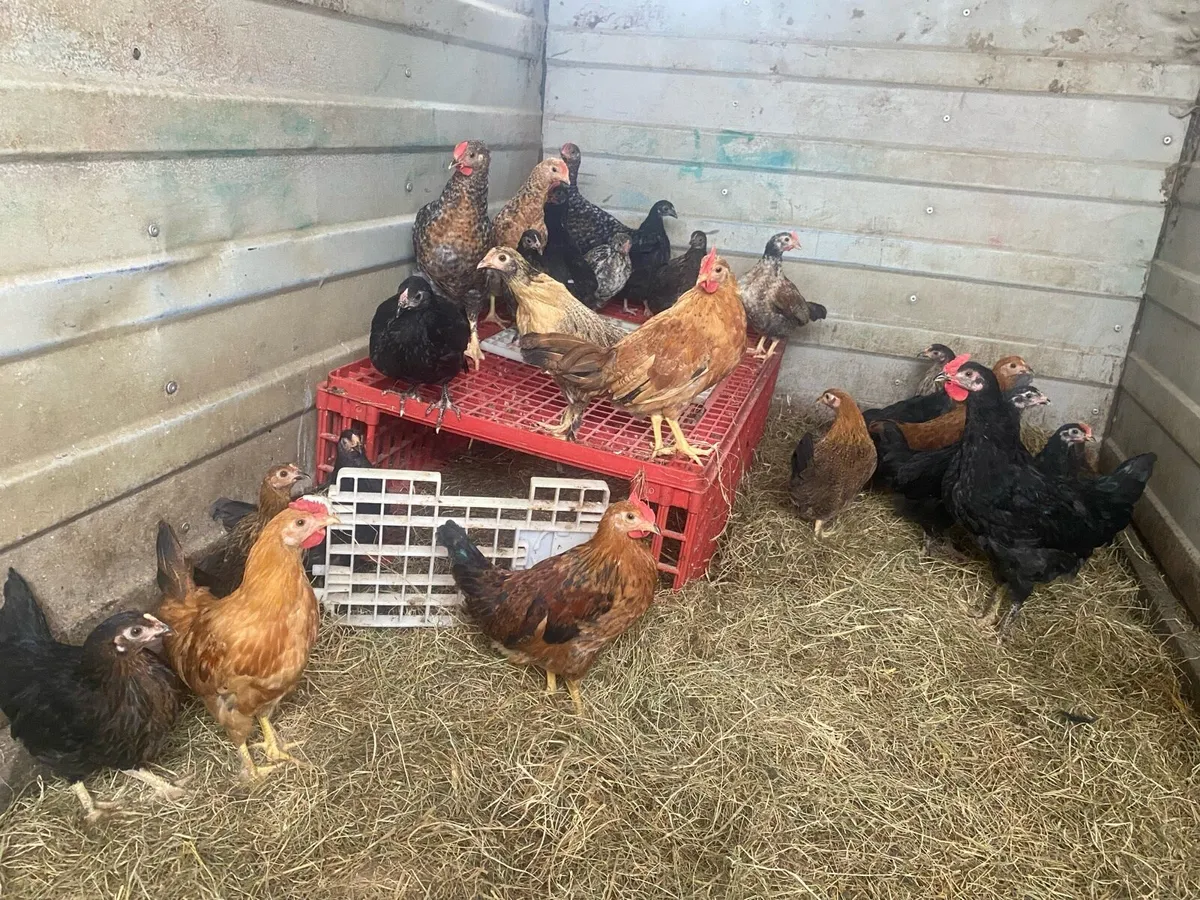 Bantams - Image 1