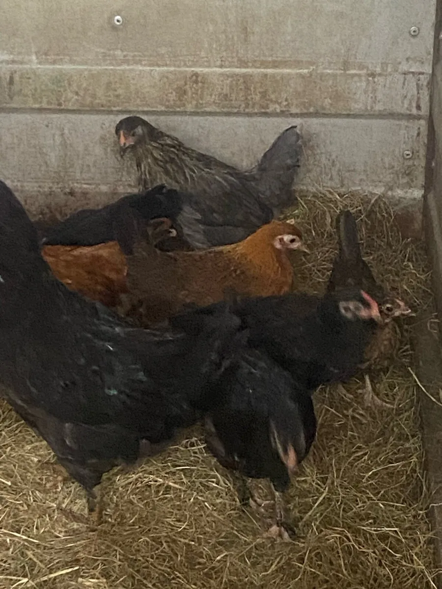 Bantams - Image 3