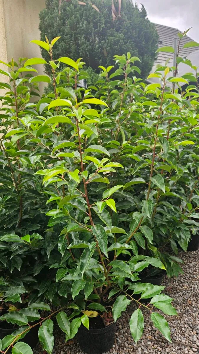 Portuguese Laurel 4ft - Image 1