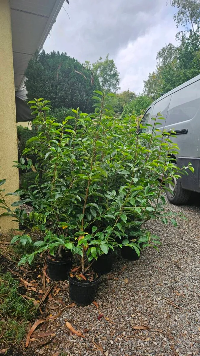 Portuguese Laurel 4ft - Image 2