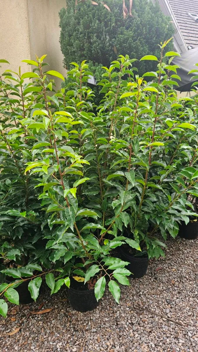 Portuguese Laurel 4ft - Image 3