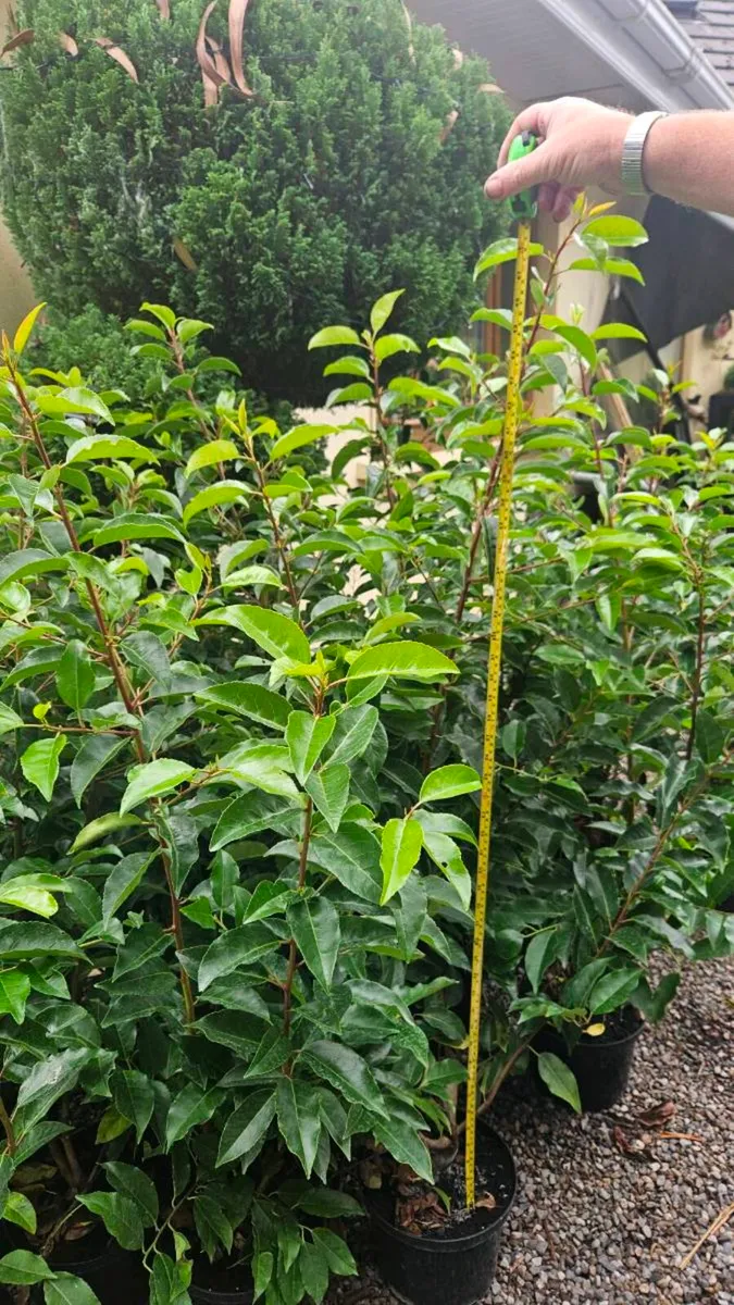 Portuguese Laurel 4ft - Image 4