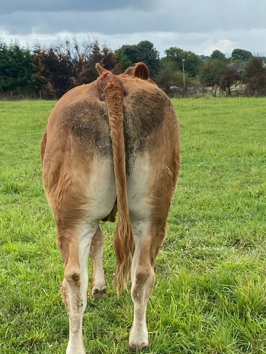 Trueman Indie x Foreman Pedigree Limousin - Image 2