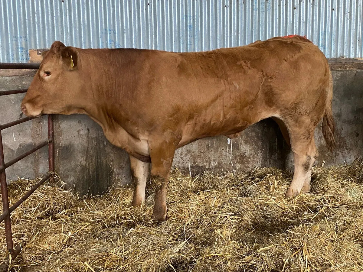 Trueman Indie x Foreman Pedigree Limousin - Image 3