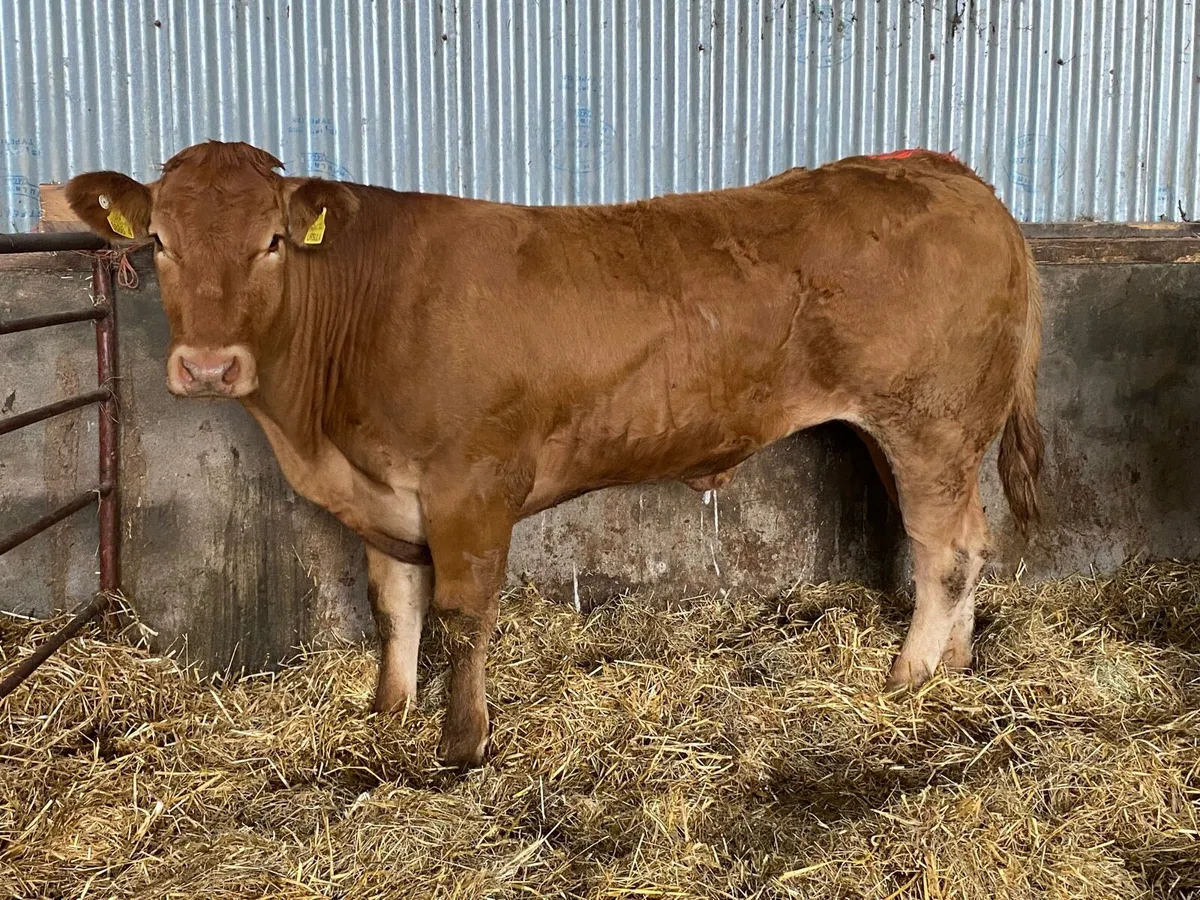 Trueman Indie x Foreman Pedigree Limousin - Image 4