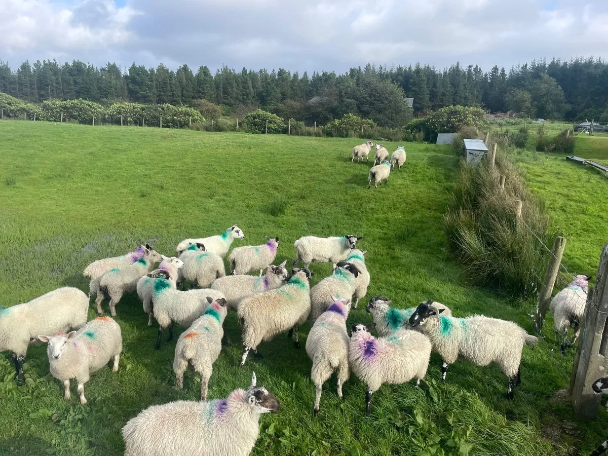 Cheviot X ewe and ram lambs - Image 2