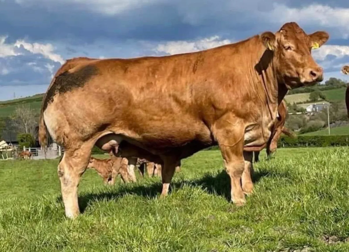 Trueman Indie x Foreman Pedigree Limousin - Image 1