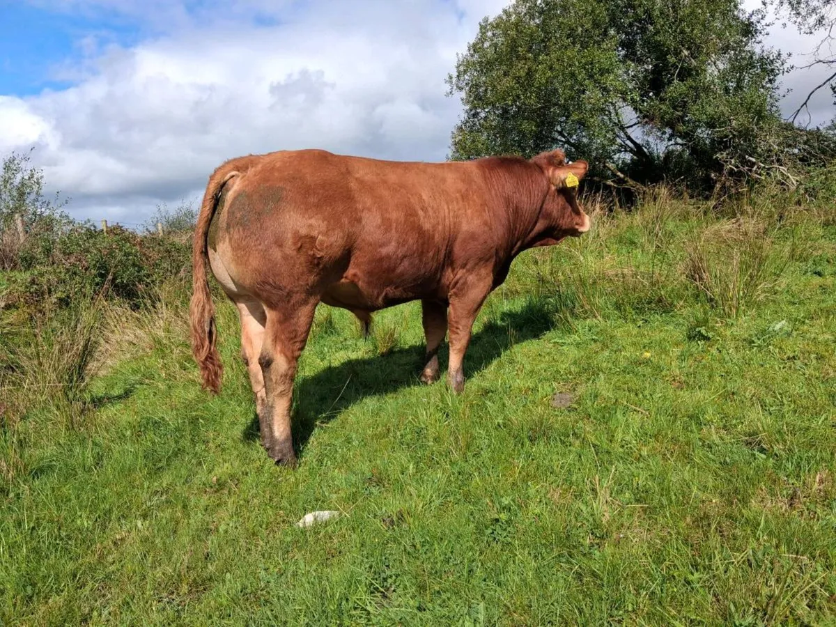 Pbr limousin bull - Image 1