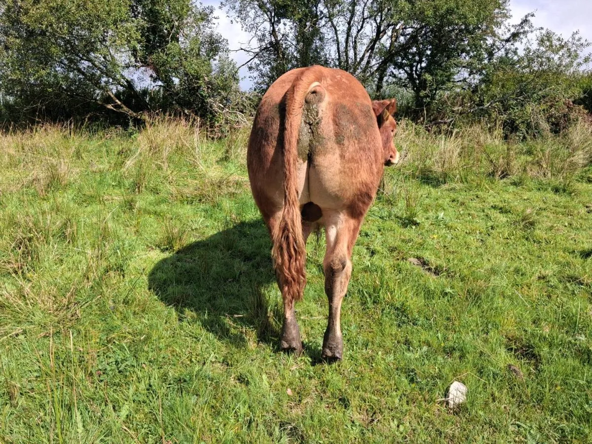 Pbr limousin bull - Image 2