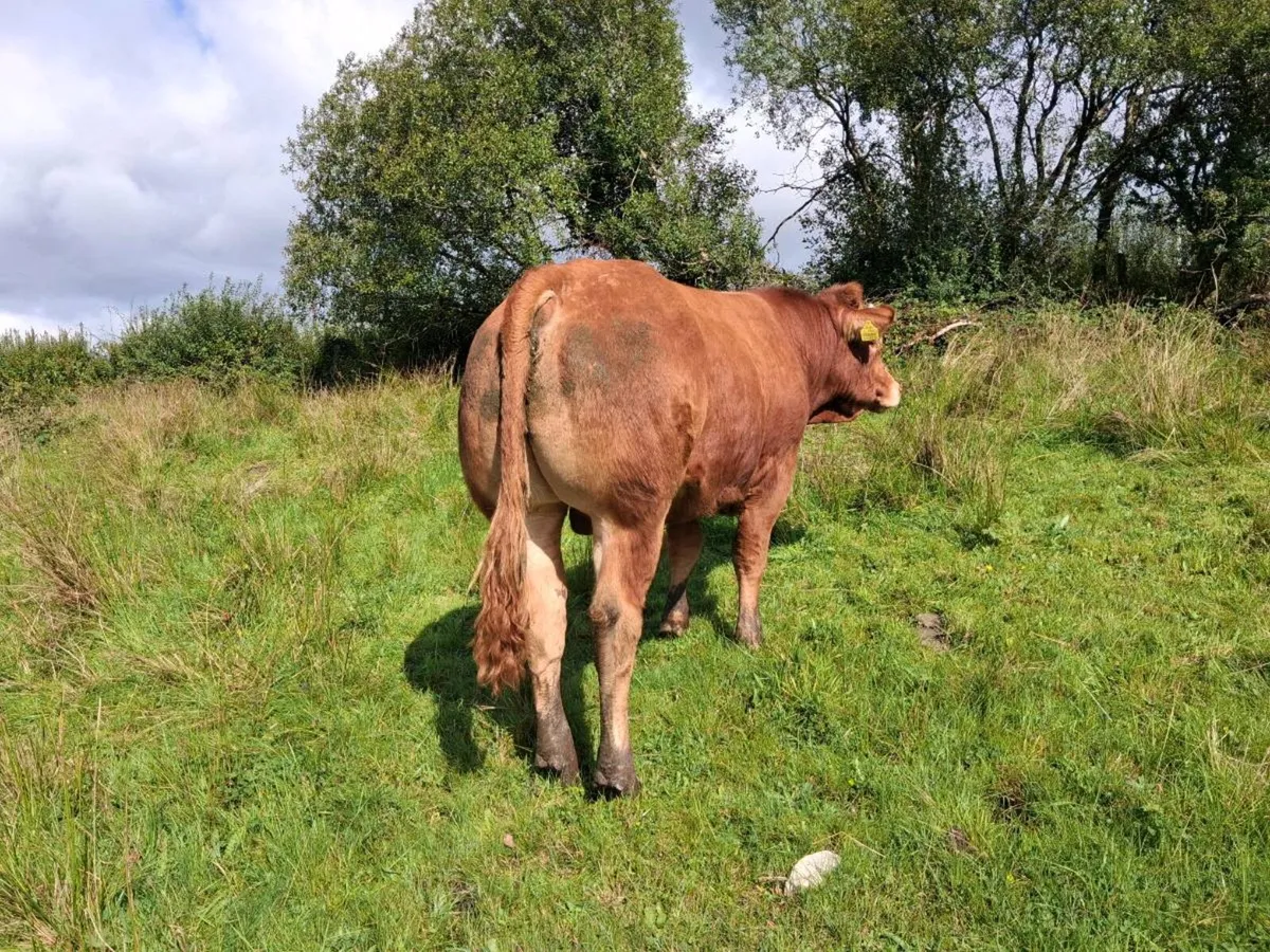 Pbr limousin bull - Image 3