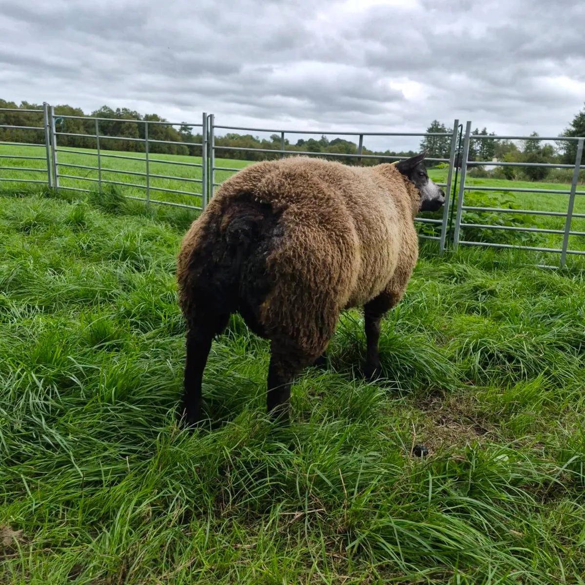 Pb Blue texel ram sis approved 5  🌟 - Image 2