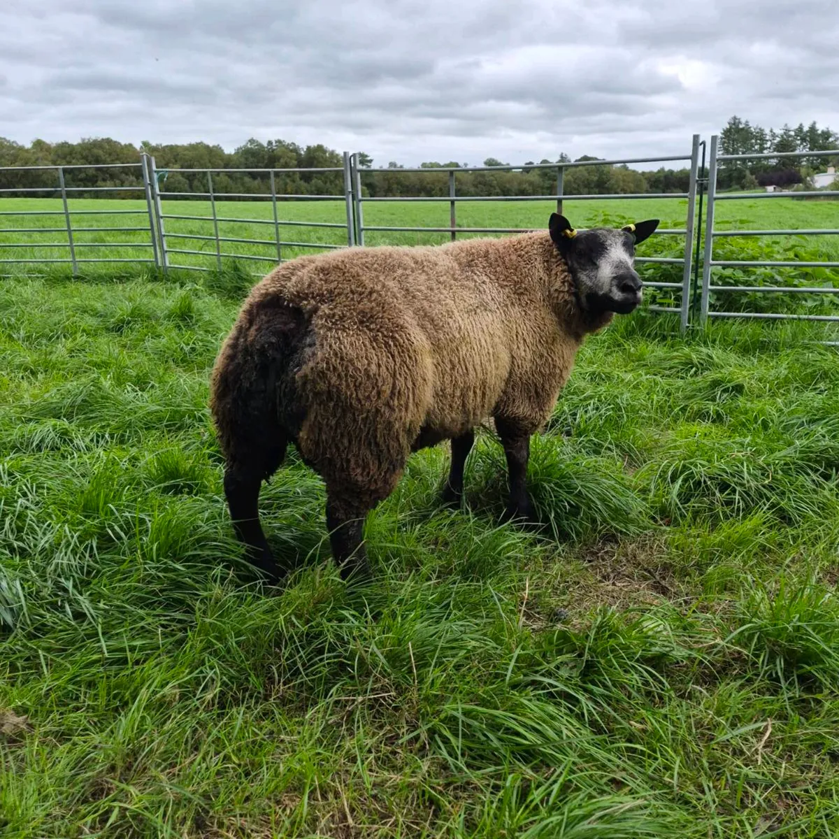 Pb Blue texel ram sis approved 5  🌟 - Image 3