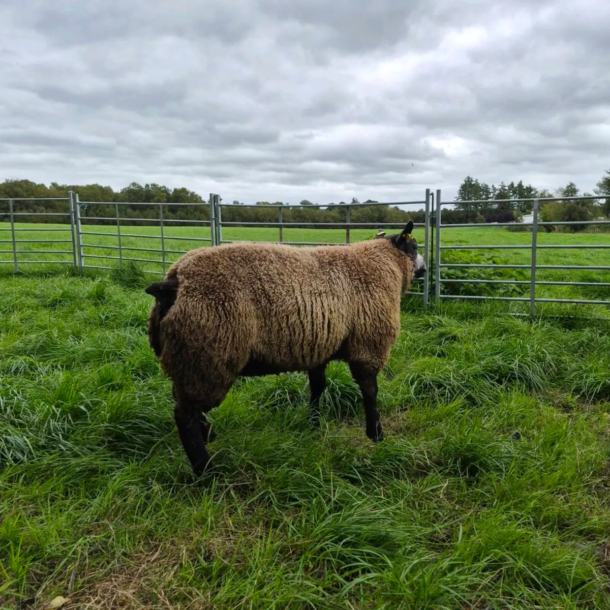 Pb Blue texel ram sis approved 5  🌟 - Image 4