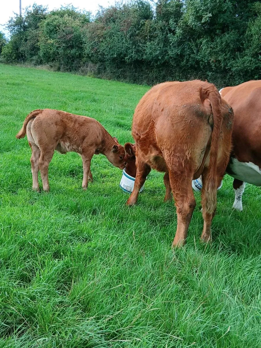 Two 1st calvers - Image 4