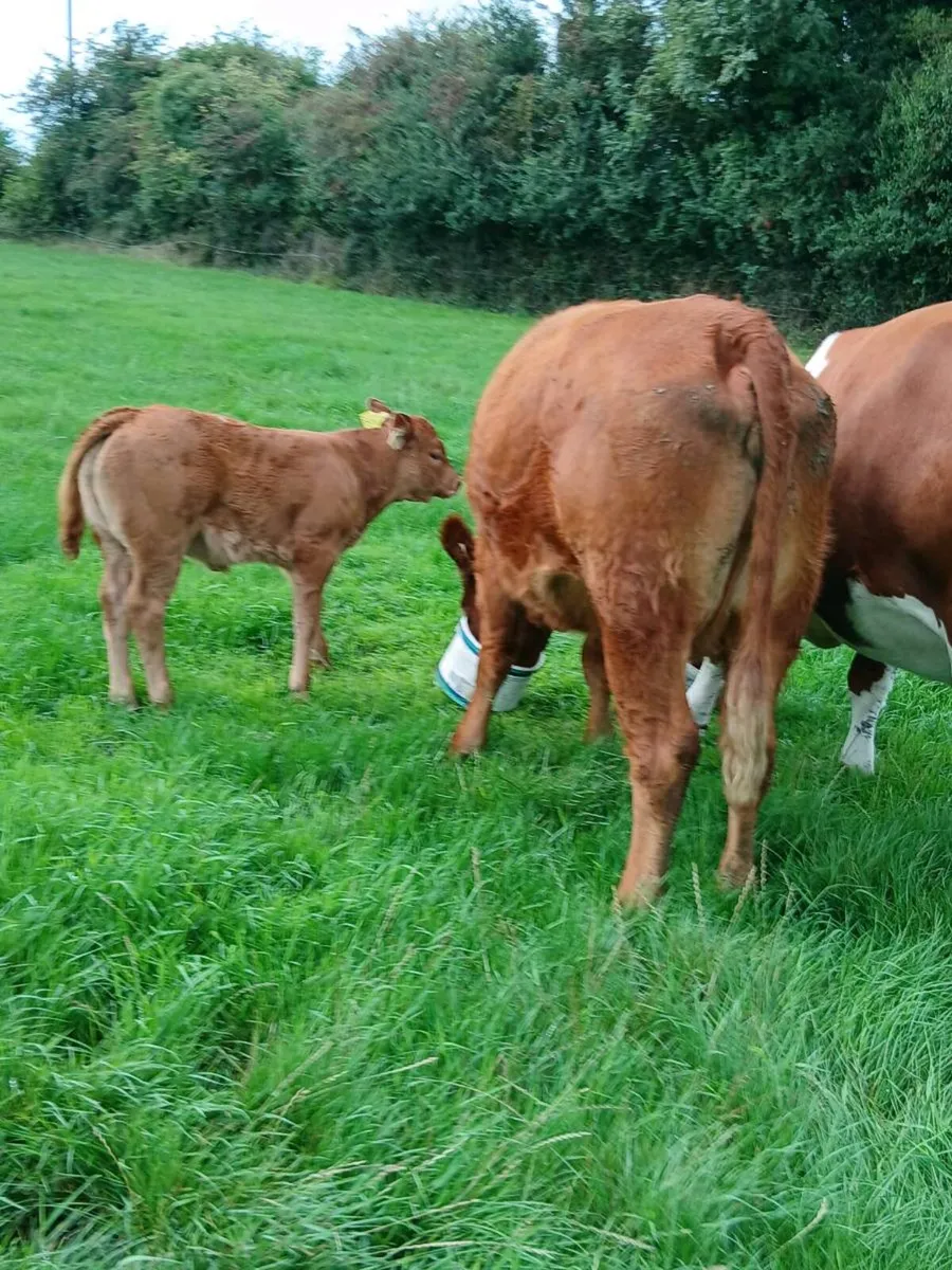 Two 1st calvers - Image 1