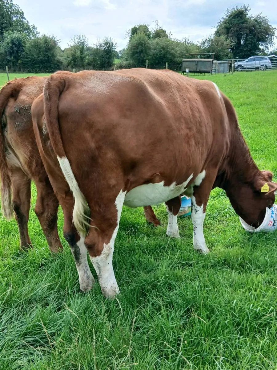 Two 1st calvers - Image 2
