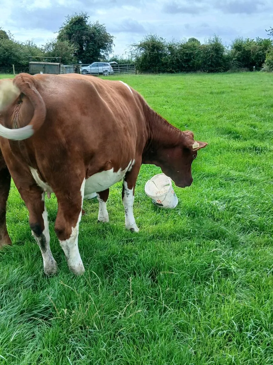 Two 1st calvers - Image 3