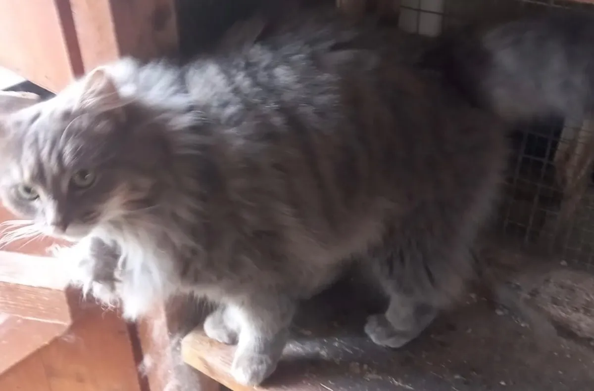 Free Purebred Cats - Image 2