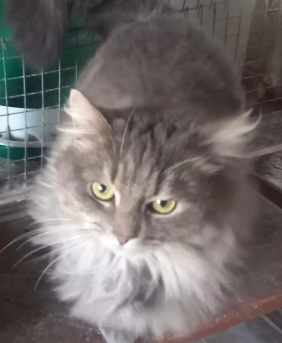 Free Purebred Cats - Image 3
