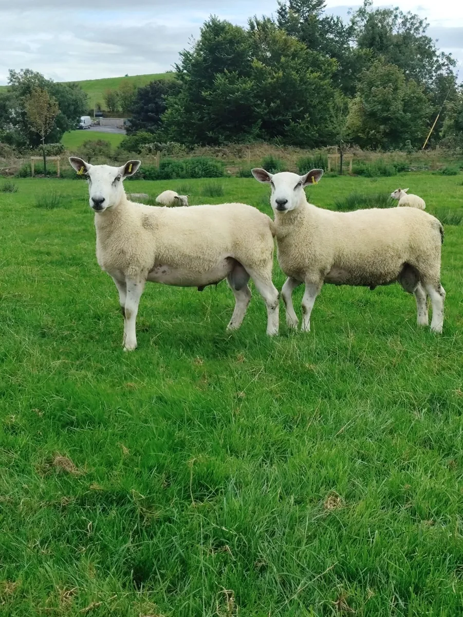 Aberfield+Texel+Rouge - Image 1