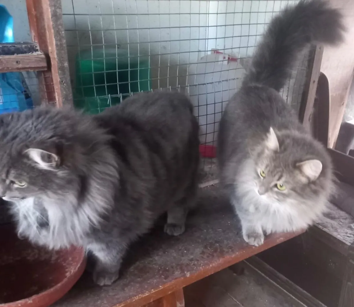 Free Purebred Cats - Image 1