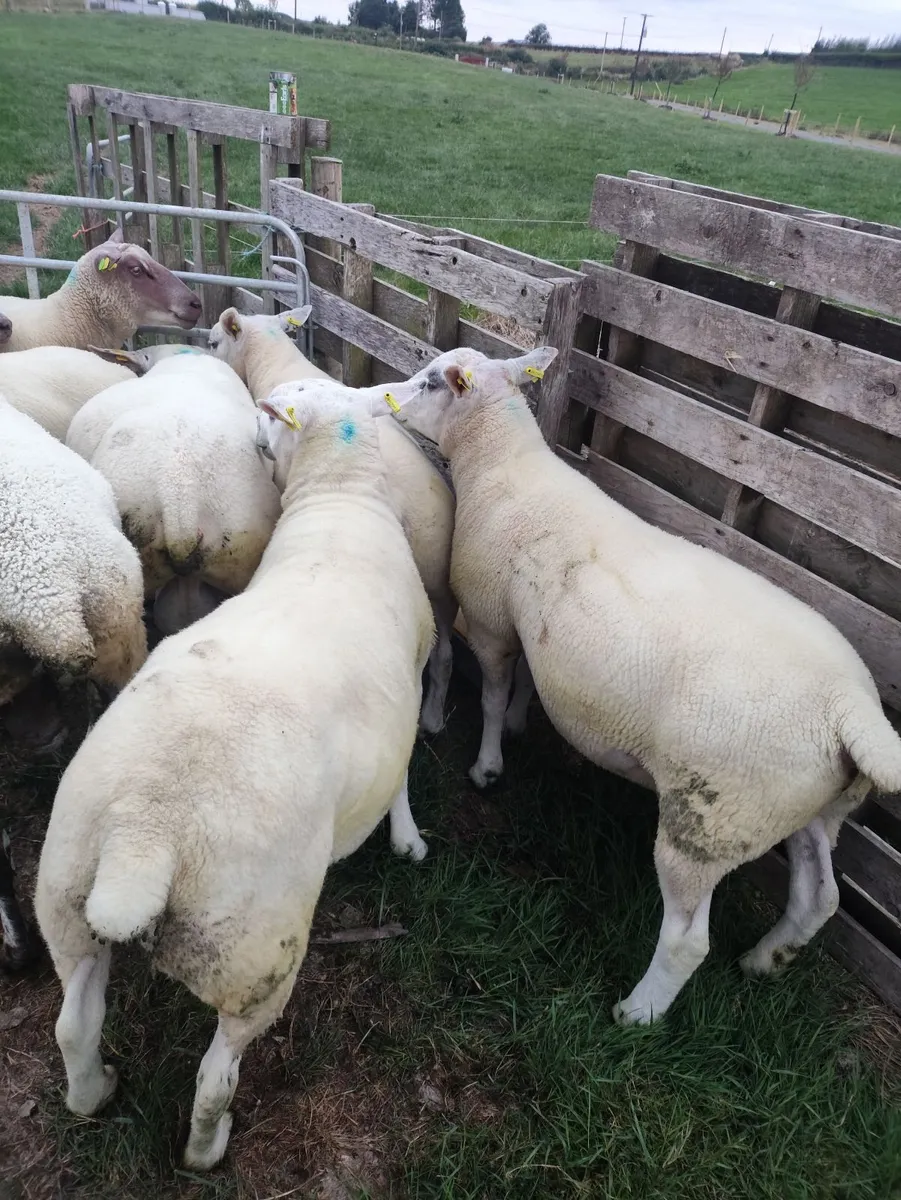 Texel+Rouge + Aberfield - Image 3