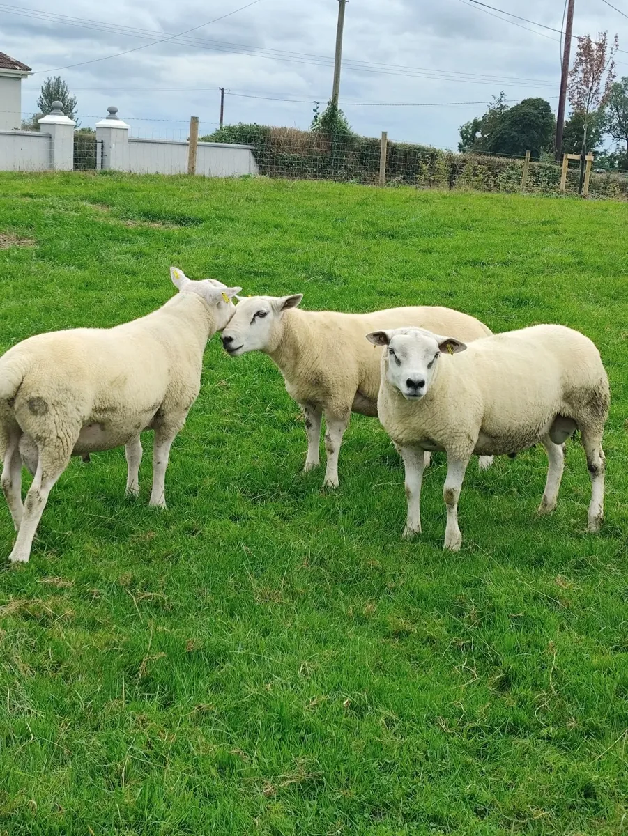 Aberfield+Texel+Rouge - Image 4