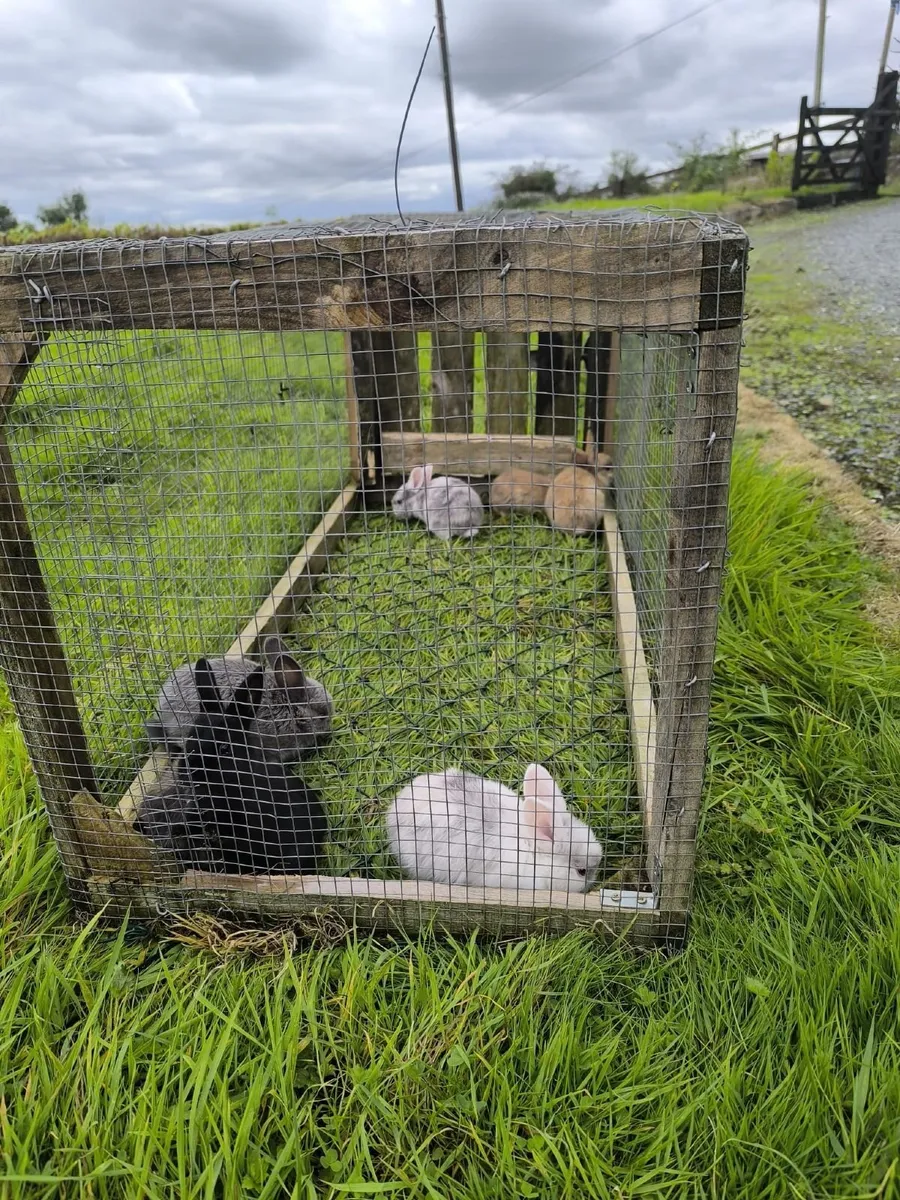 Rabbits - Image 1
