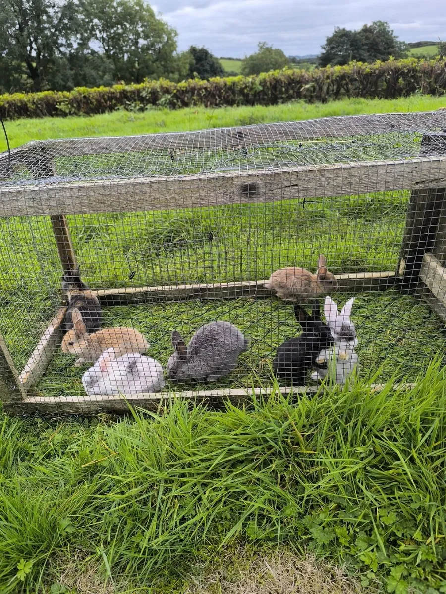 Rabbits - Image 2