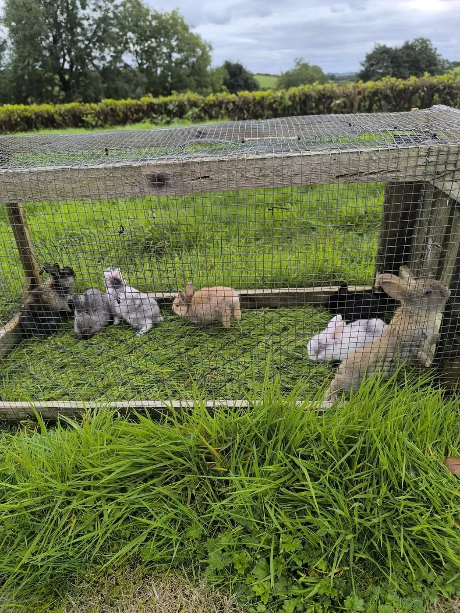 Rabbits - Image 3