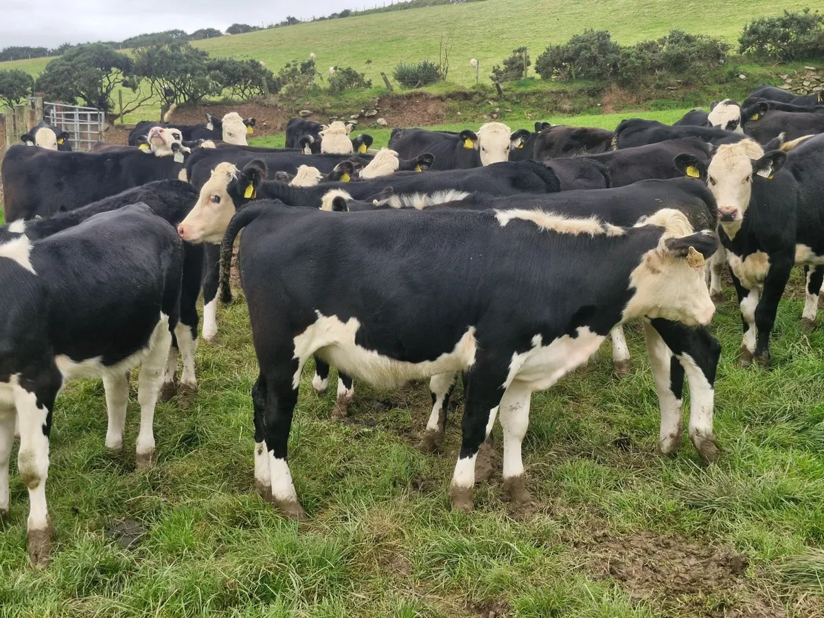 SERIOUS QUALITY WEANLING HEIFERS - Image 2